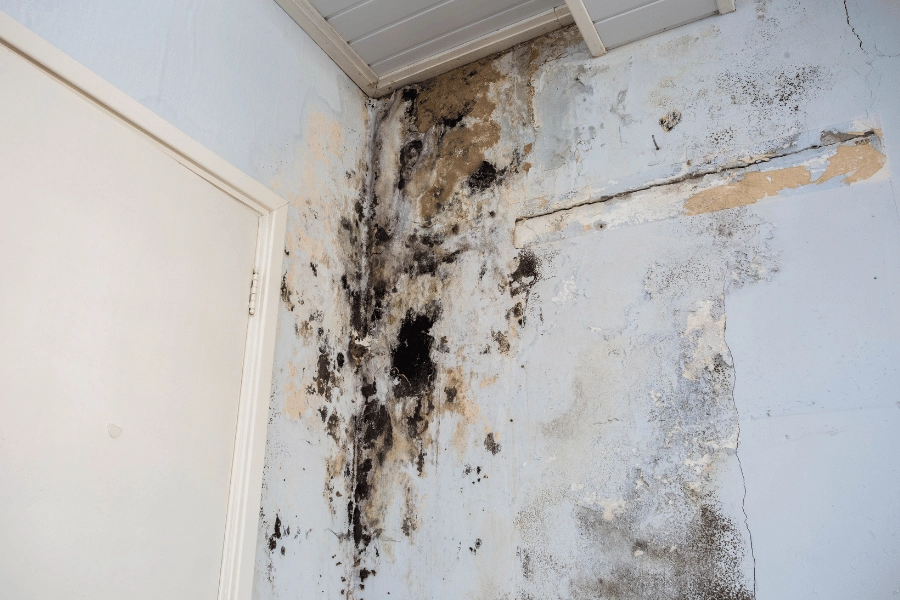 water and damage and mold growing on a wall